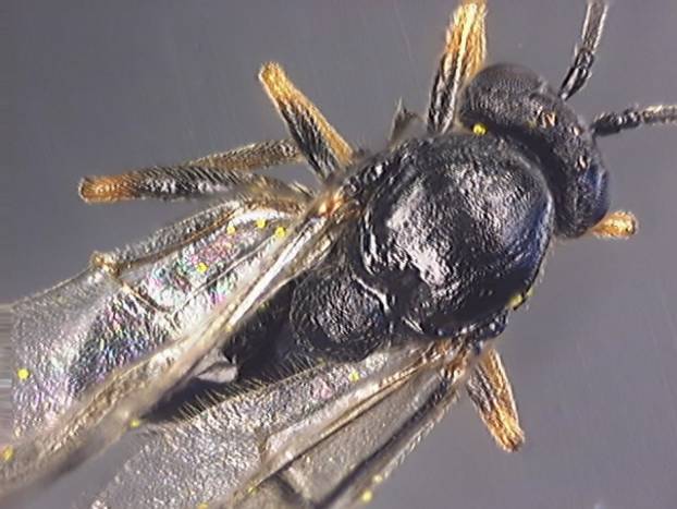 Neuroterus albipes